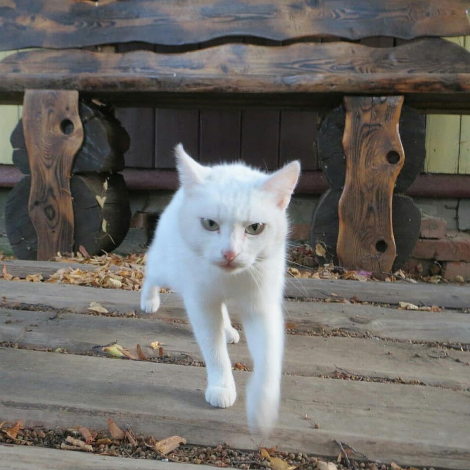 ieugene.mat в LOOKY — фото 3