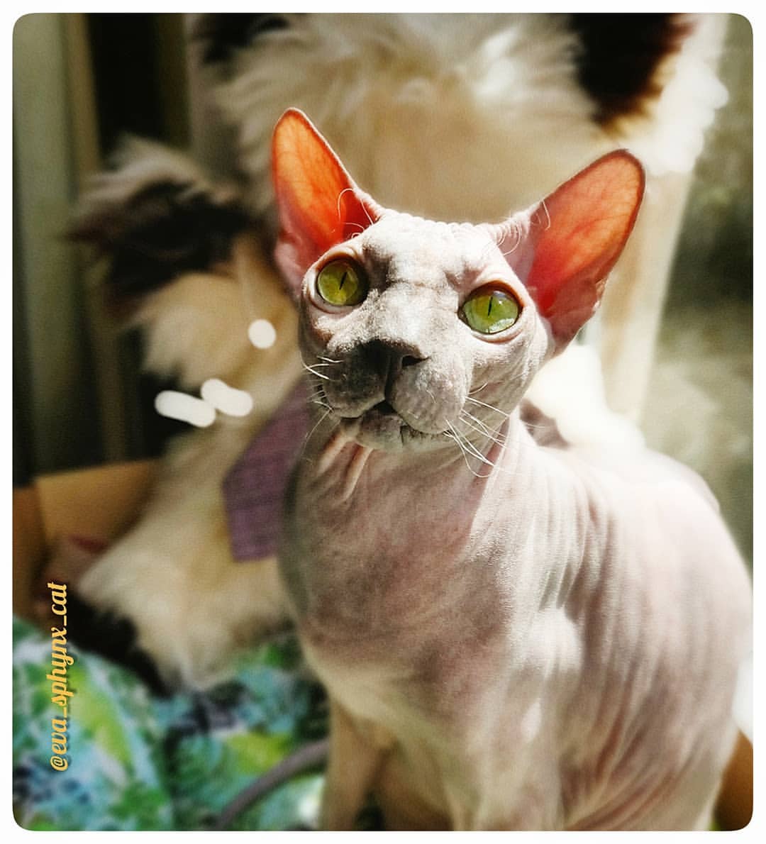 eva_sphynx_cat в LOOKY — фото 2