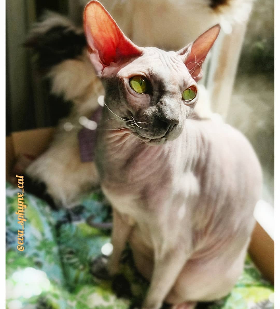 eva_sphynx_cat в LOOKY — фото 3