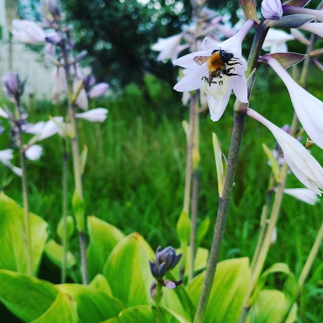 lexi в LOOKY. #дача,#summer,#nature,#природа,#лето. #дача #summer #natur...