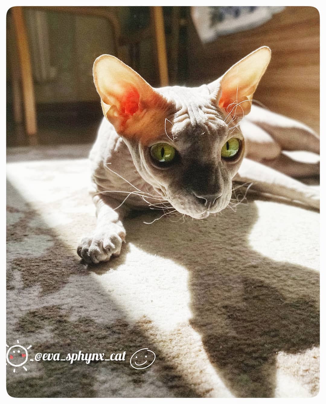 eva_sphynx_cat в LOOKY — фото 2