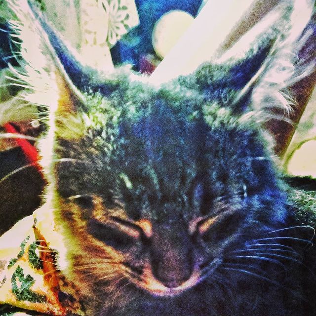 leopardik775 в LOOKY. #безкотаижизньнета,#которысь. Бандика в ленту)))он...