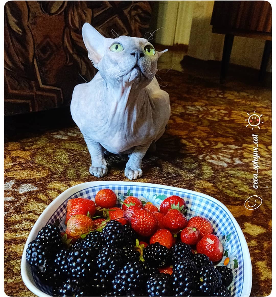 eva_sphynx_cat в LOOKY — фото 3