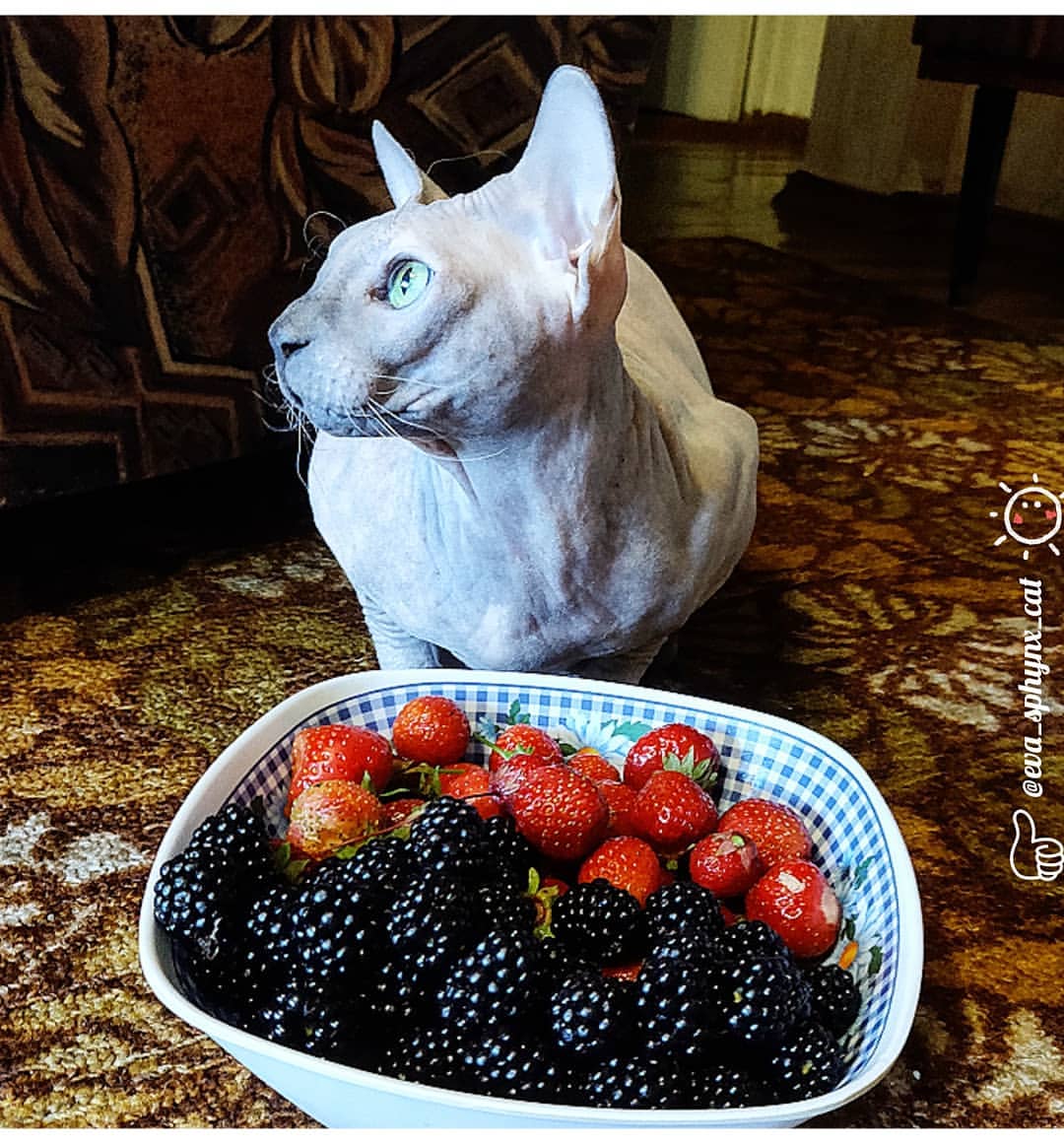 eva_sphynx_cat в LOOKY — фото 2