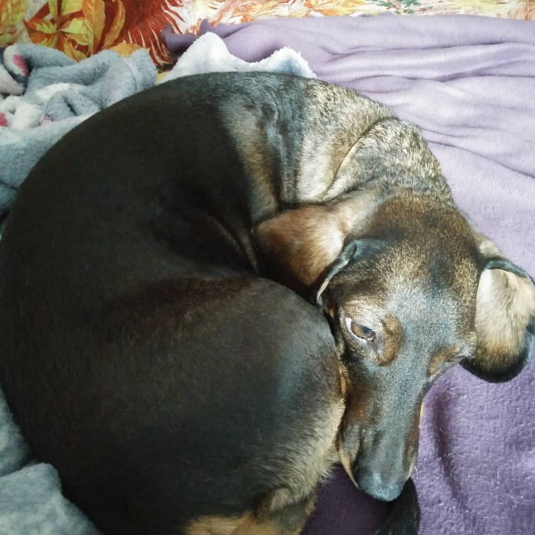 dikiy_kaktus в LOOKY — #doxie