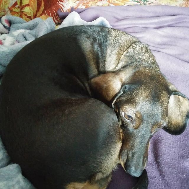 dikiy_kaktus в LOOKY. #doxie. #doxie