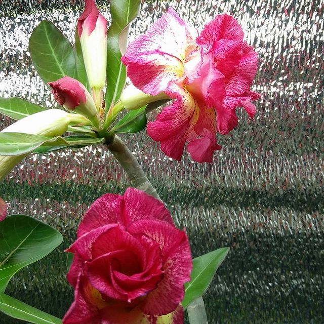 dikiy_kaktus в LOOKY. #adenium,#adeniumboom. #adenium #adeniumboo...