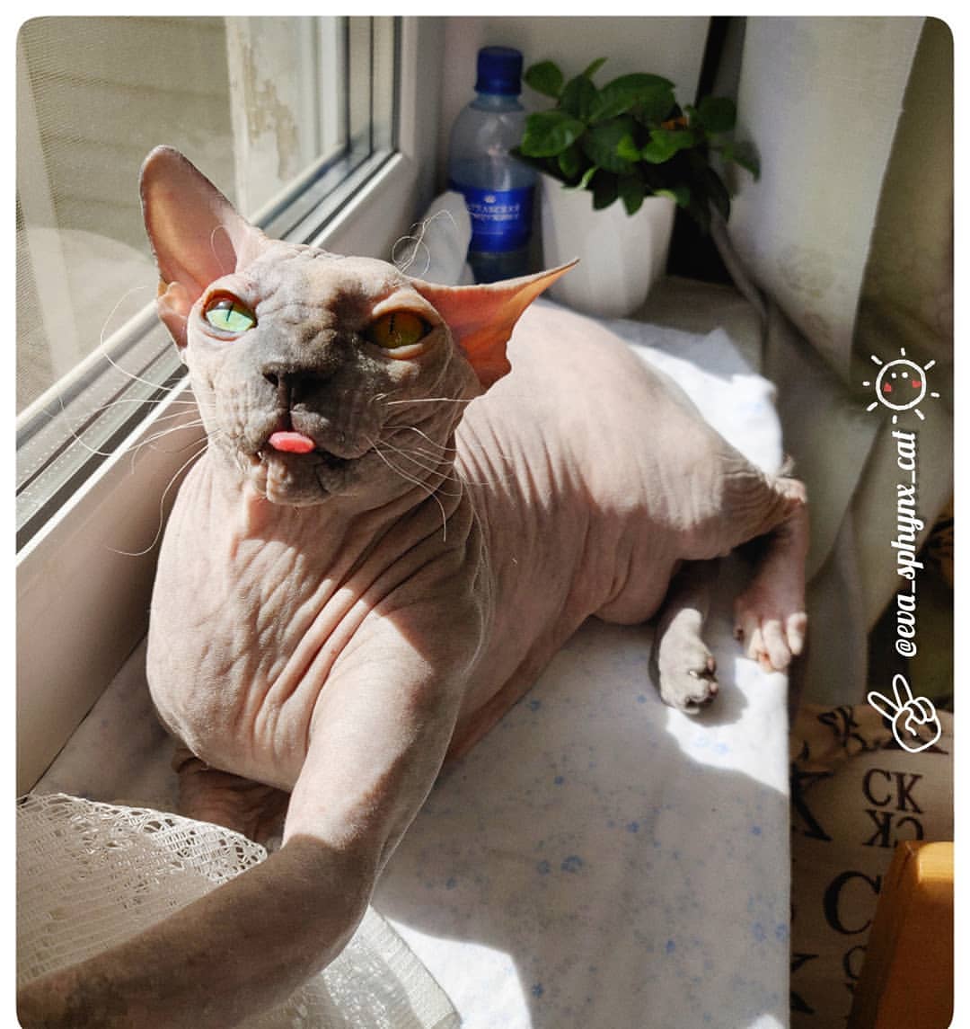 eva_sphynx_cat в LOOKY — фото 3