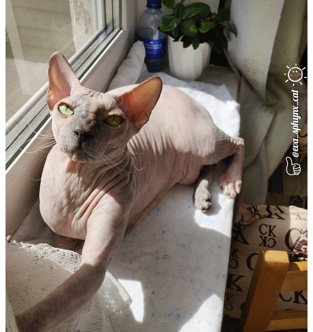 eva_sphynx_cat в LOOKY — фото 2