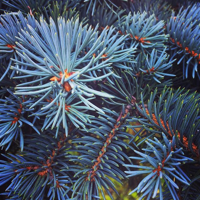 winterpersonage в LOOKY. #iphoneonly,#nature,#park. Голубые ели 🌌 #ipho...