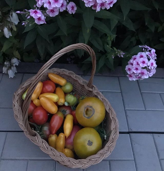 gipsophyla в LOOKY. . Время помидоров приш...