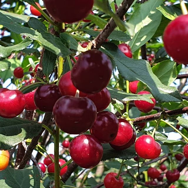 chegnip в LOOKY. . 🍒🍒🍒🍒🍒больше виш...