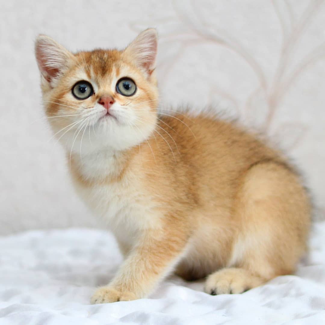 graciya_panter_cattery в LOOKY — British Shorthair
Girl ny 11 3 months
#goldenkitten #goldens
