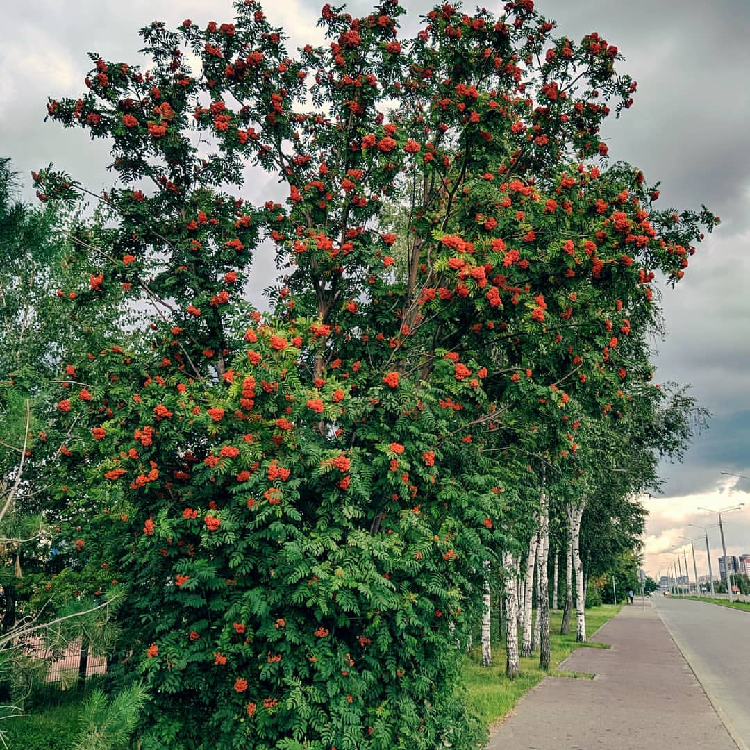 _m.o.o.n_d.o.g_ in LOOKY. . Перед грозой