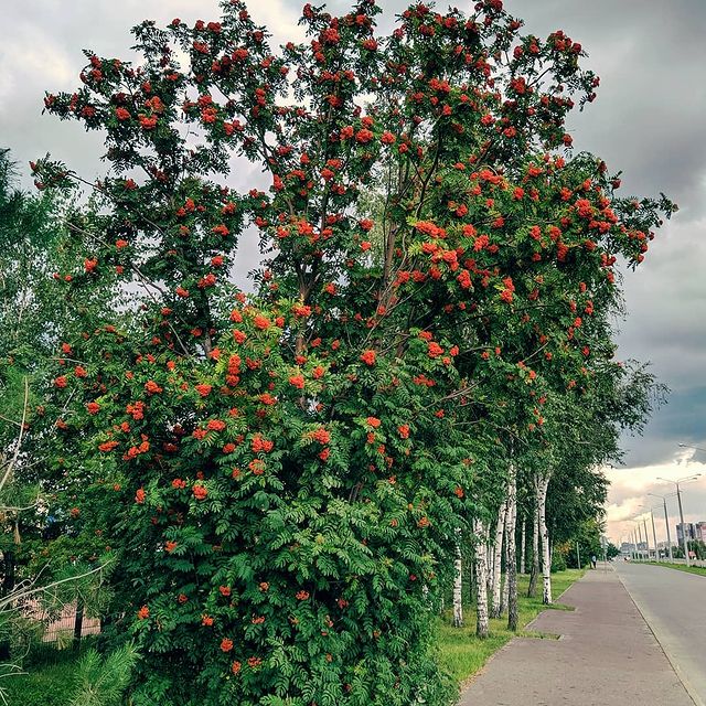 _m.o.o.n_d.o.g_ в LOOKY. . Перед грозой