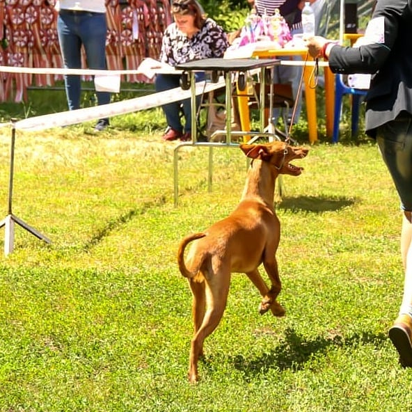 cor_orion_kennel в LOOKY — фото 2