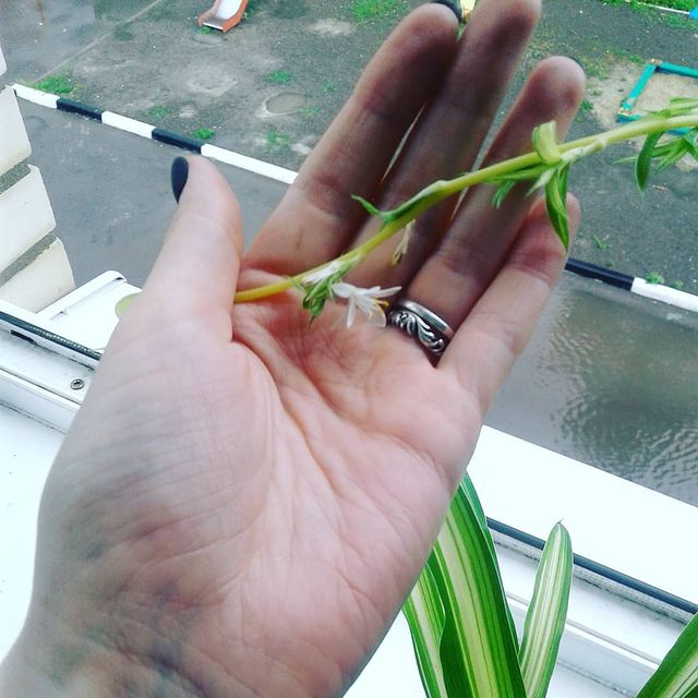 maeko_382 в LOOKY. #хлорофитум,#хлорофитумцветет,#зеленыйподоконник,#just,#homeflowers,#loveit. Погода оставляет жел...