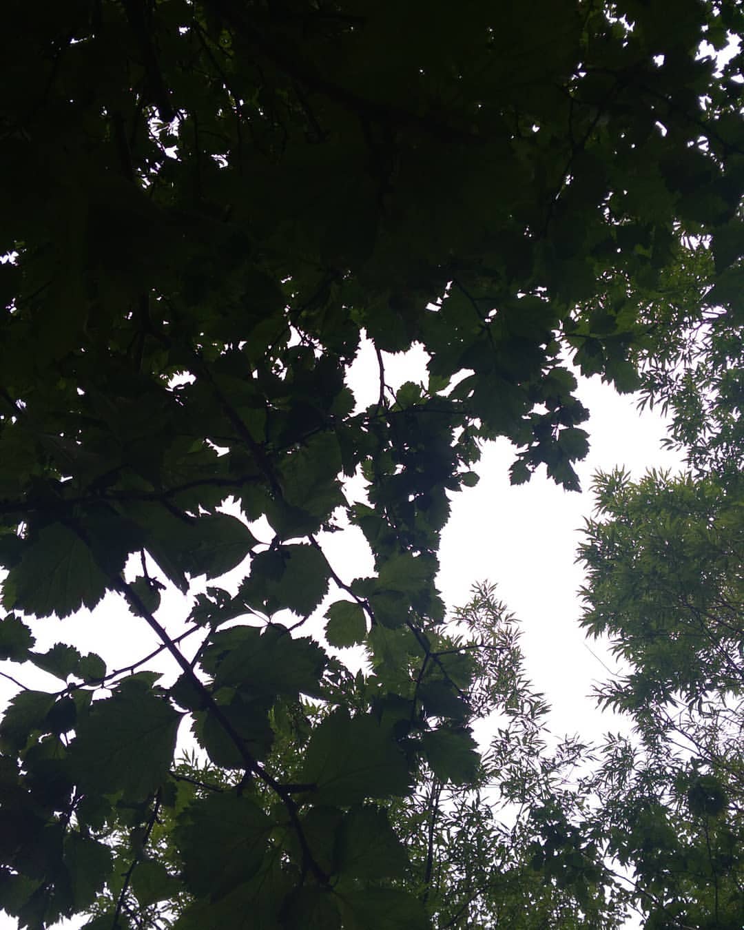 bubochca._._ в LOOKY — 🌳