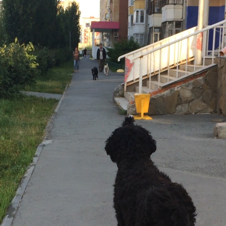 avrora_rossa в LOOKY. #русскийчерныйтерьер,#черныйтерьер,#собакасталина,#рчт,#brt,#blackrussianterrier,#blackrussianterriers. некоторые особо впеч...