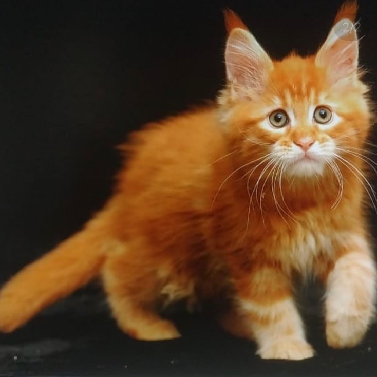 excellentlinemainecoons в LOOKY — фото 2