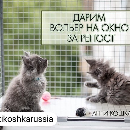 cammarys в LOOKY. #repost,#Вольерантикошка,#антикошка,#антикошкаРоссия,#антикошкаРФ. #repost @antikoshkar...