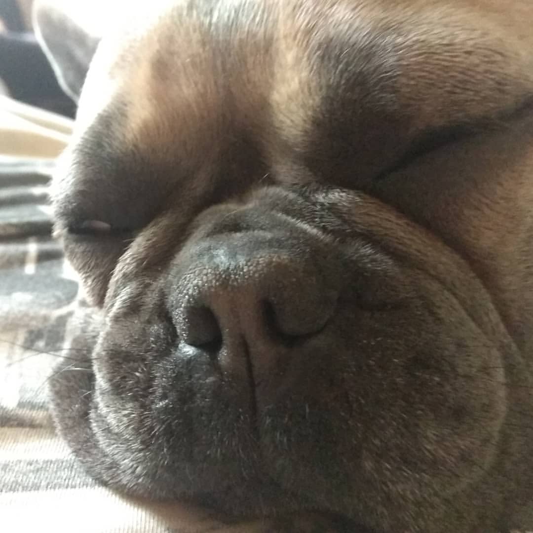 sambrax в LOOKY — #даша #бульдог #французскийбульдог #frenchbulldog #sleep