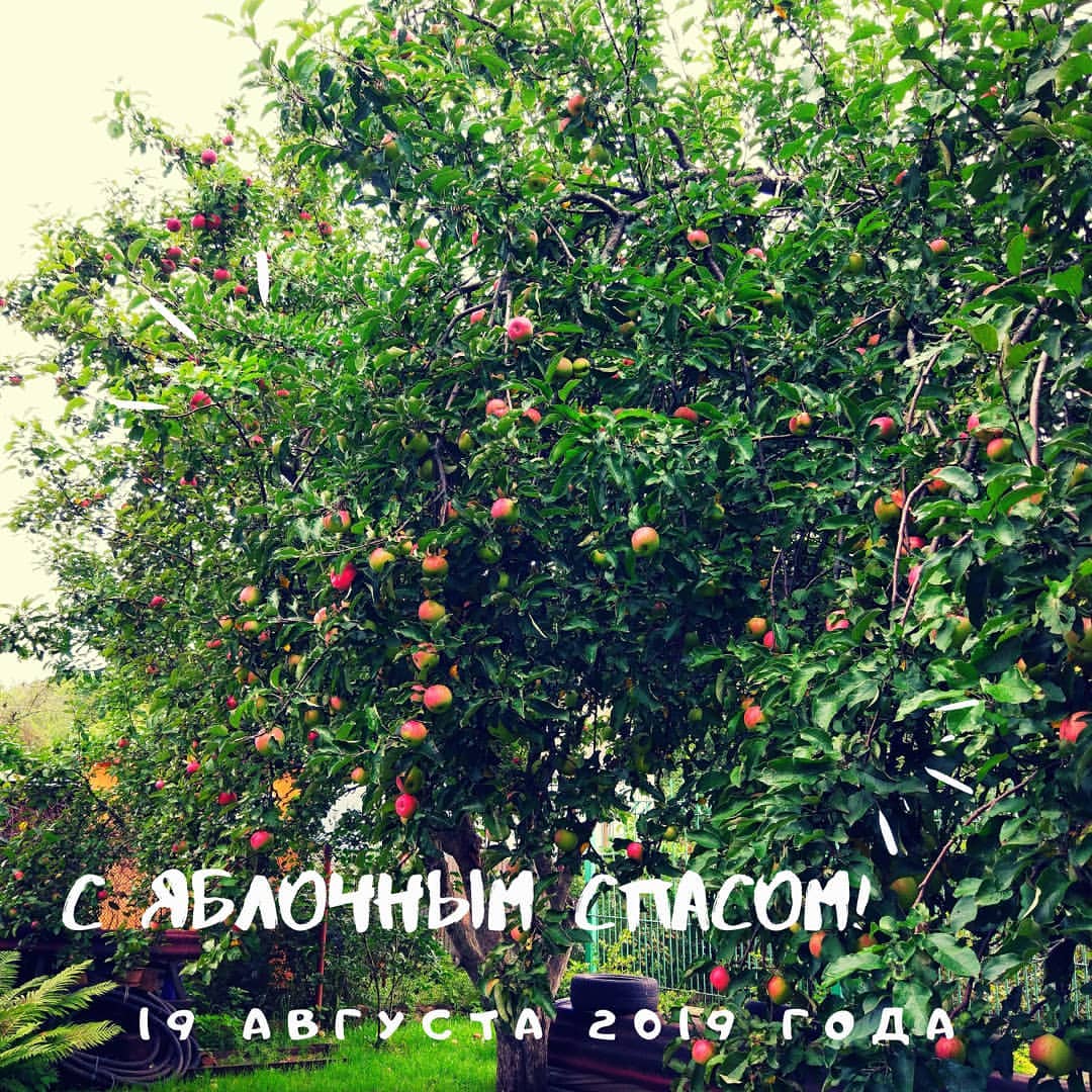 fomtamal57 в LOOKY. #Преображениегосподе,#яблочныйСпас,#яблочныйгод,#яблоки. С праздником! 
С Пре...