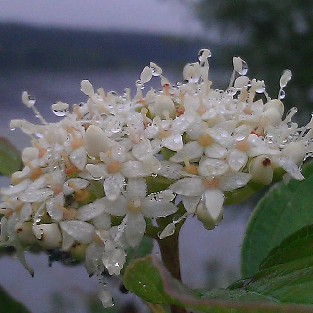 marinavasilevnav в LOOKY. . Август. Урожай росы.