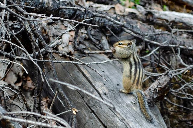 d.ignatiyev в LOOKY. #chipmunk,#Buryatia,#RGS. В горелый лес возвра...