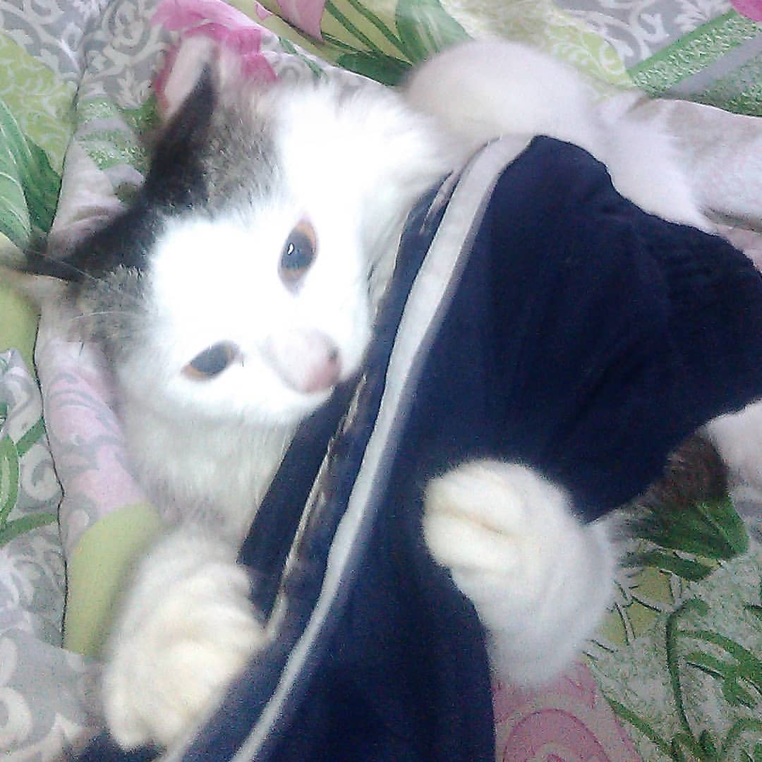 cute_marcus_cat в LOOKY — #милашка