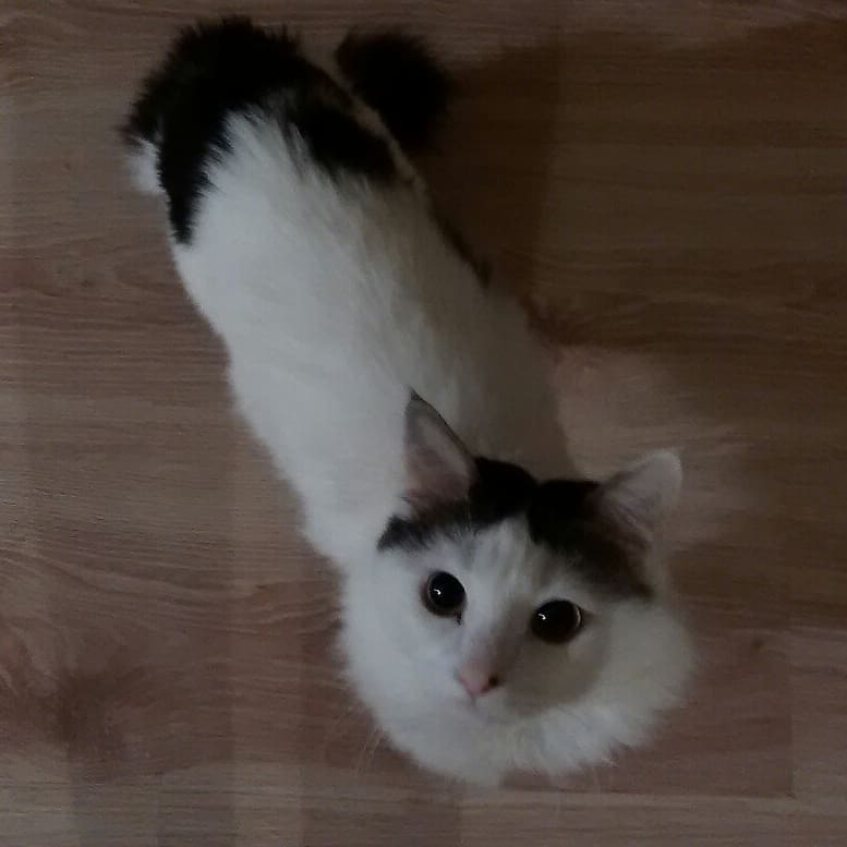 cute_marcus_cat в LOOKY — #жду