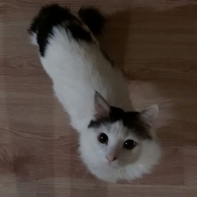 cute_marcus_cat в LOOKY. #жду. #жду