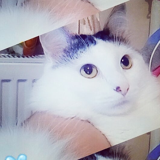 cute_marcus_cat в LOOKY. . null