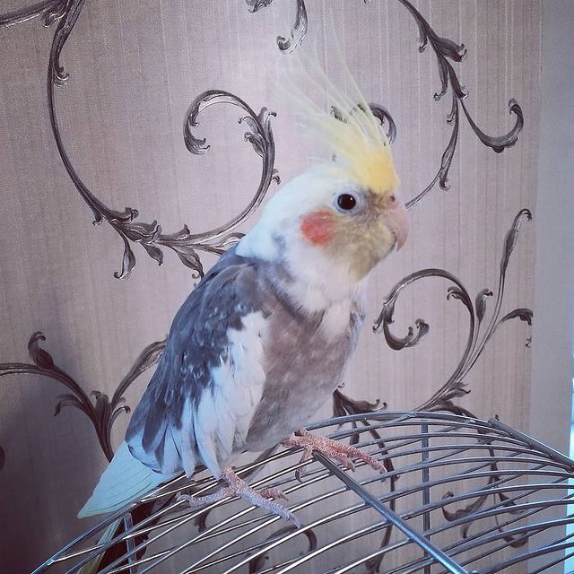 tatiana_owl_ в LOOKY. #Ричик#cutie#corella#птичкагуляет. #Ричик#cutie#corella...