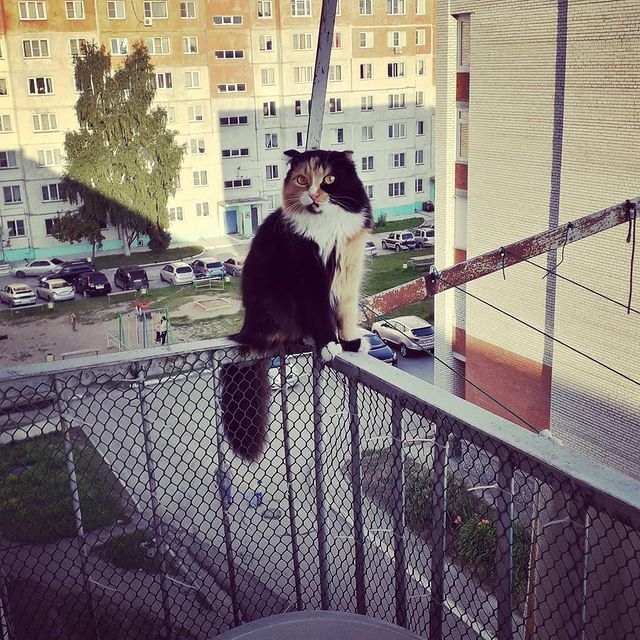 doberman54 в LOOKY. . Киса самоубийца!  Чт...