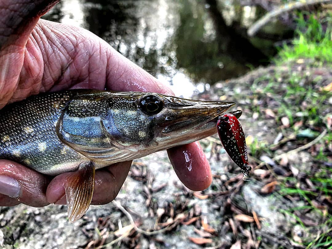 _k4k_angler в LOOKY — фото 2