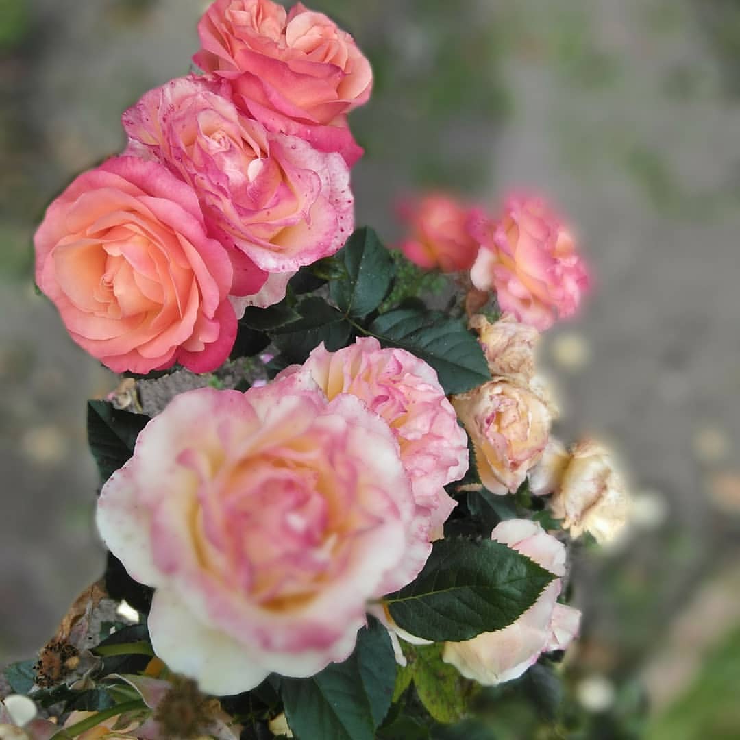nataliadronova.1104 в LOOKY — фото 3
