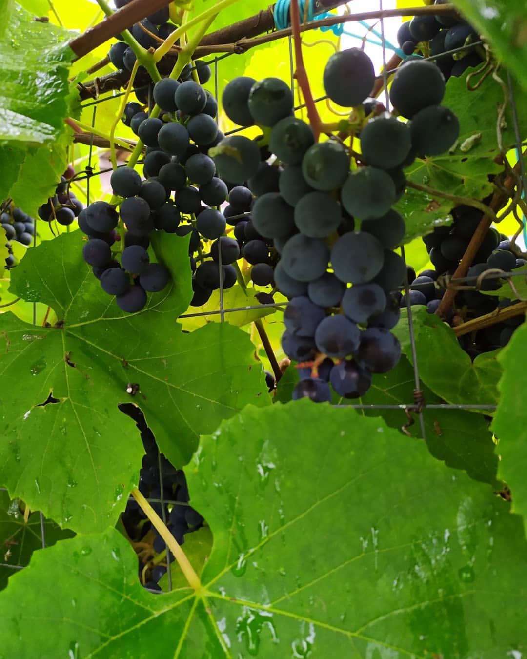 konon.ekaterina01 in LOOKY. . 🍇🍇🍇созрел урожай ...