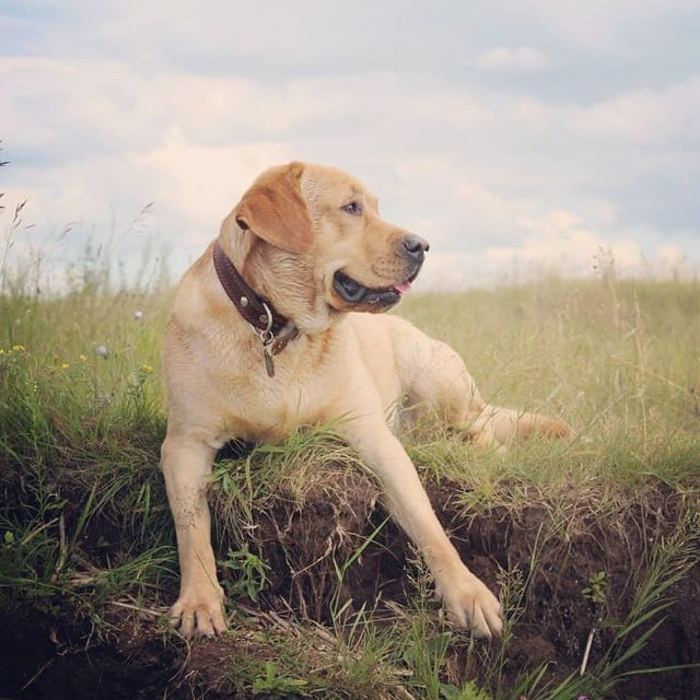 vener_nagimov в LOOKY. . Друг мой
