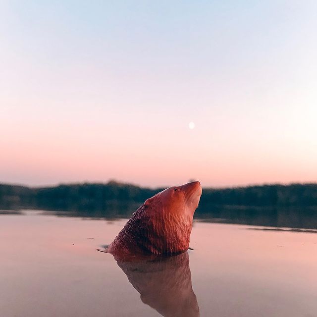 toys_pin в LOOKY. #hotwheels,#matchbox,#nature,#animals,#love,#moon,#sea,#world,#water,#travel,#naturephotography,#naturelovers,#toy,#children,#fantasy,#lol,#miniature,#shotoniphone,#iphone7,#sunset,#mobilephotography,#mobilephoto,#photoiphone. Обитатели морей. #ho...