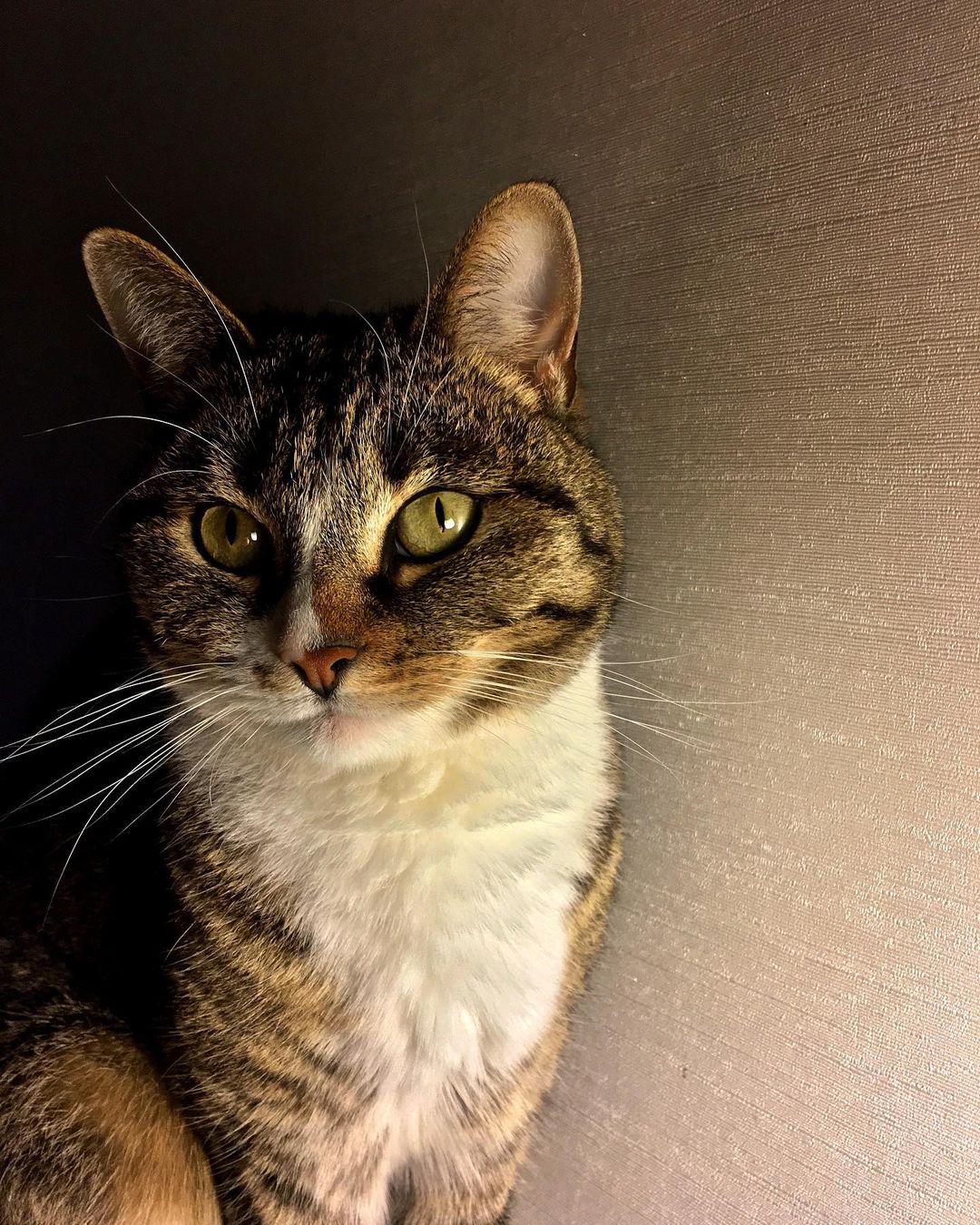 igorzhilin в LOOKY — Инстаграмм ведь для котиков?!) #котик #кошка #кот #архангель