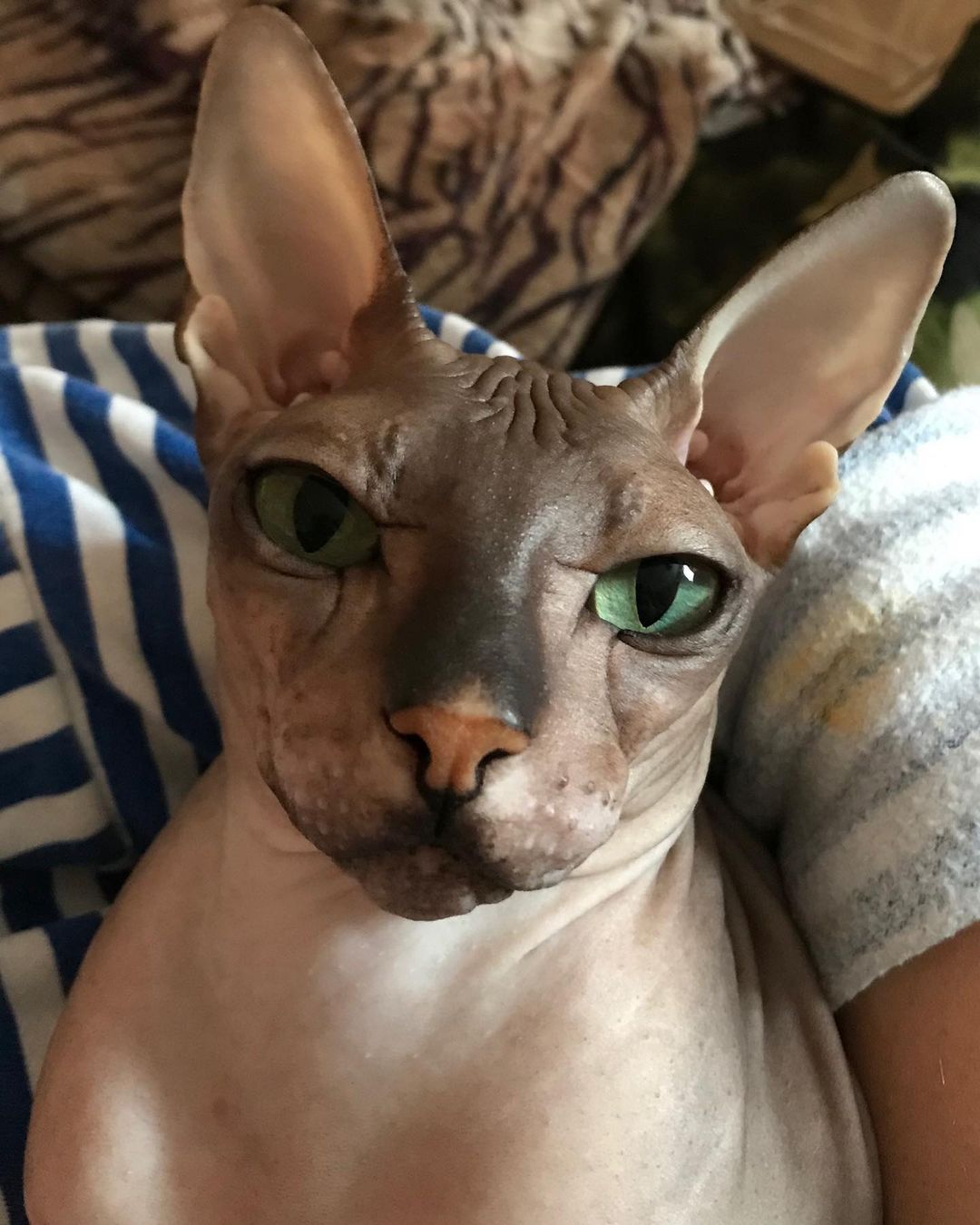xxofa_x in LOOKY. . 🐱🐈