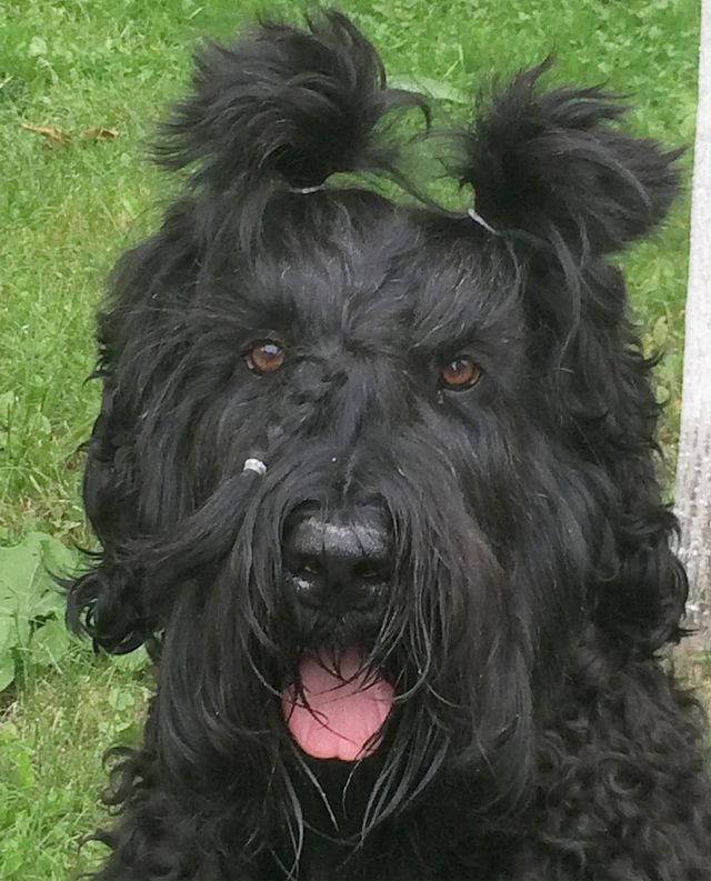 avrora_rossa в LOOKY. #brt,#blackrussianterrier,#blackrussianterriers,#русскийчерныйтерьер,#собакасталина,#черныши,#черныйтерьер,#рчт. Аврора с новой приче...