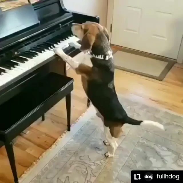 michaelg_dr в LOOKY. #dogsofinstagram. #dogsofinstagram