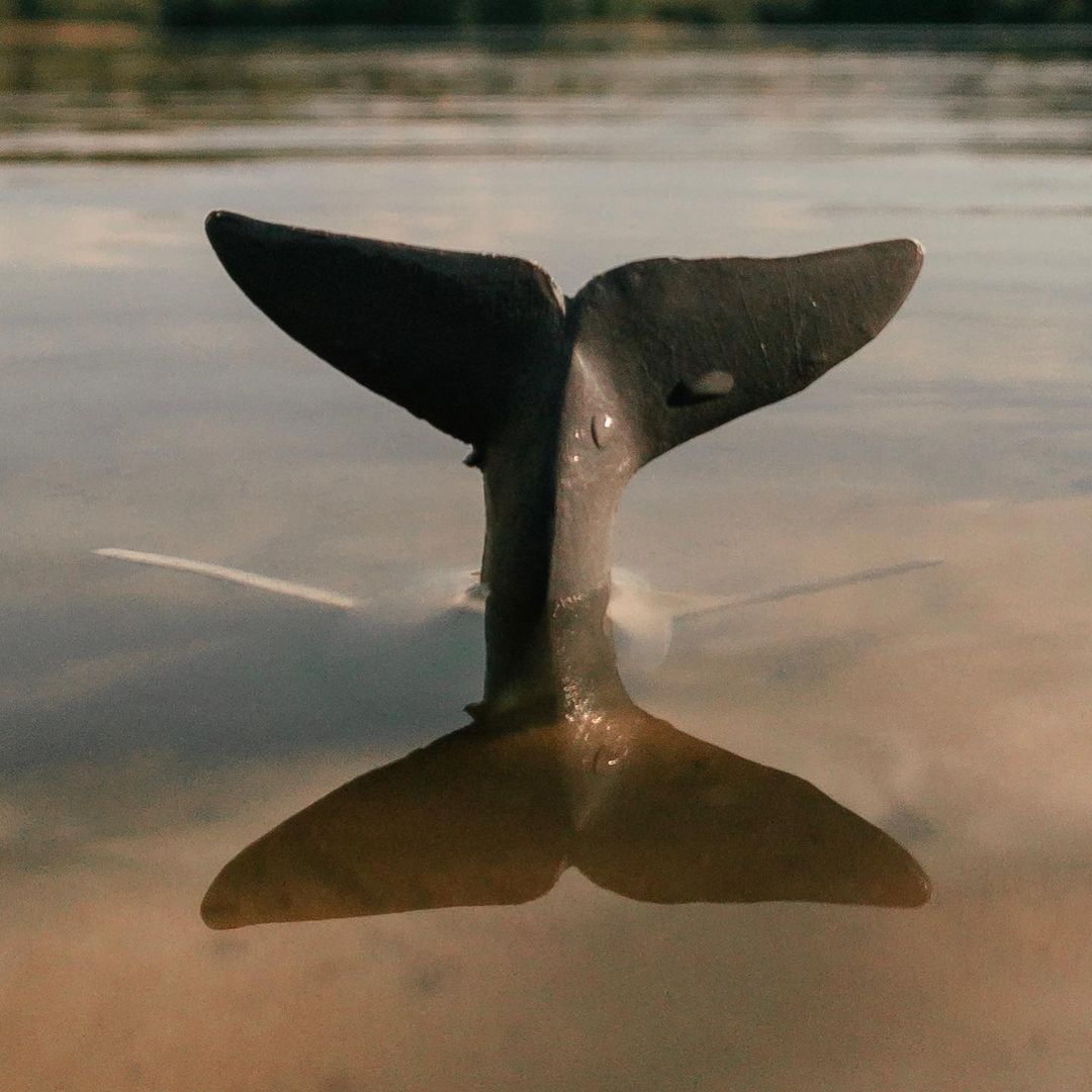toys_pin in LOOKY. #игрушки,#nature,#toy#miniature,#whale,#киты,#дети,#детство,#whales,#sea,#child,#children,#family,#science,#shotoniphone,#iphonography,#iphone7,#mobilephotography,#love,#lol,#hipster,#woodworking,#wood,#nature,#travel. Киты ближе, чем ты д...