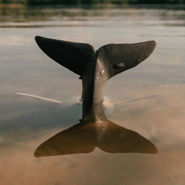 toys_pin в LOOKY. #игрушки,#nature,#toy#miniature,#whale,#киты,#дети,#детство,#whales,#sea,#child,#children,#family,#science,#shotoniphone,#iphonography,#iphone7,#mobilephotography,#love,#lol,#hipster,#woodworking,#wood,#nature,#travel. Киты ближе, чем ты д...