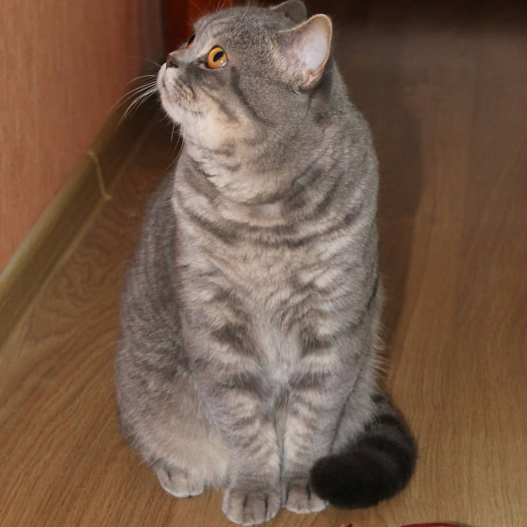 barsia_cat в LOOKY — Не виноват я, само так получилось😹 Я всегда был воспитанным