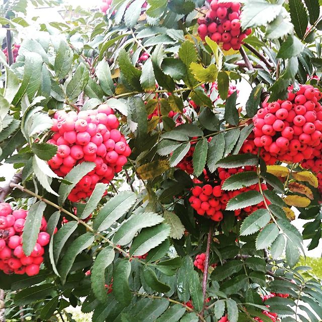 ida_latu в LOOKY. #рябина#краскиосени#осень#природа#ягода#красота. #рябина#краскиосени#...