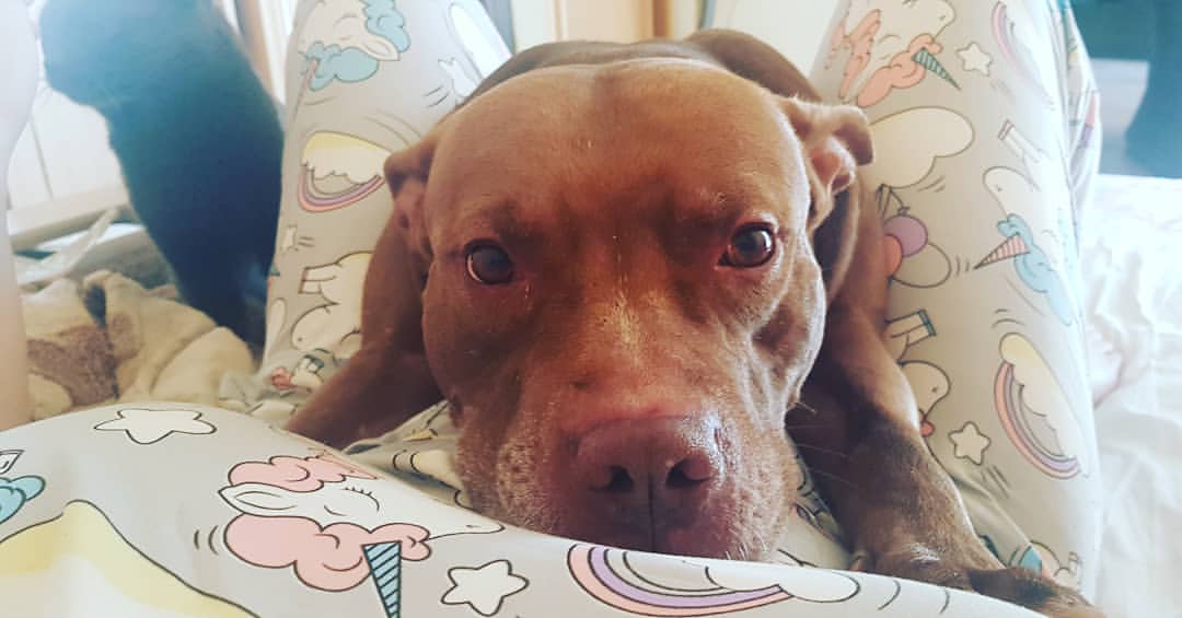 buntarka_161 in LOOKY. #наглыеморды🐶🐱,#пижамнаявечеринка🦄🌈🎉🎊,#pitbullinstgram,#pitbull,#unicorn. "Доброе" утро начина...