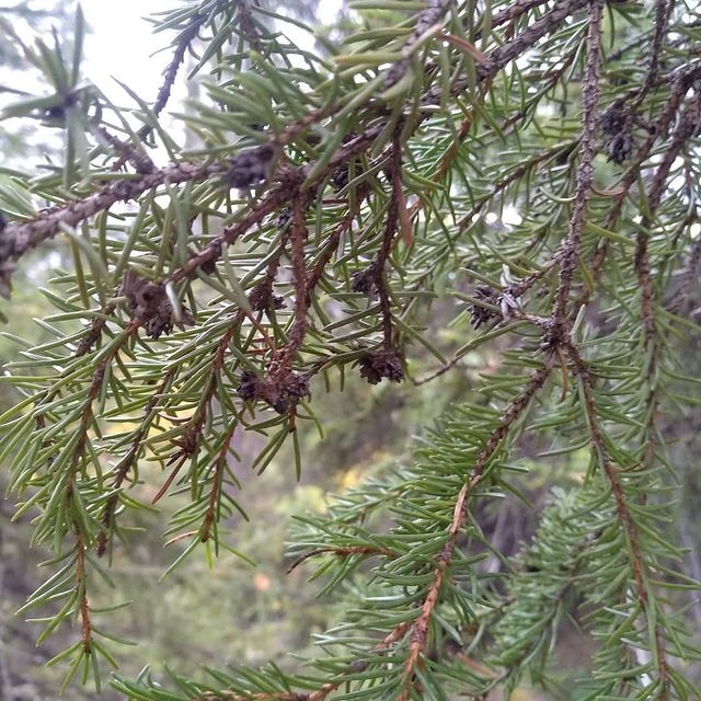 anuta.o в LOOKY. #осень,#КрасотыСевера. #осень🍁#КрасотыСеве...